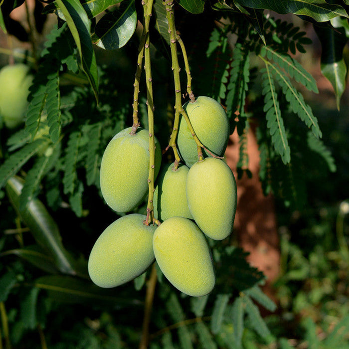 Mango Dasheri(Grafted) - Fruit Plants & Tree