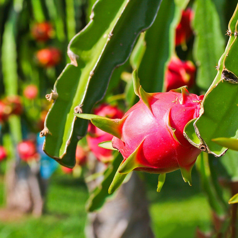 Dragon Fruit Plant for sale | Buy Dragon Fruit plant | Dragon Fruit buy online near me | Dragon Fruit tree for sale