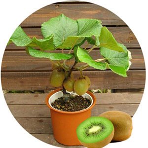 Kiwi Fruit Dwarf Female (Grafted) - Fruit Plant