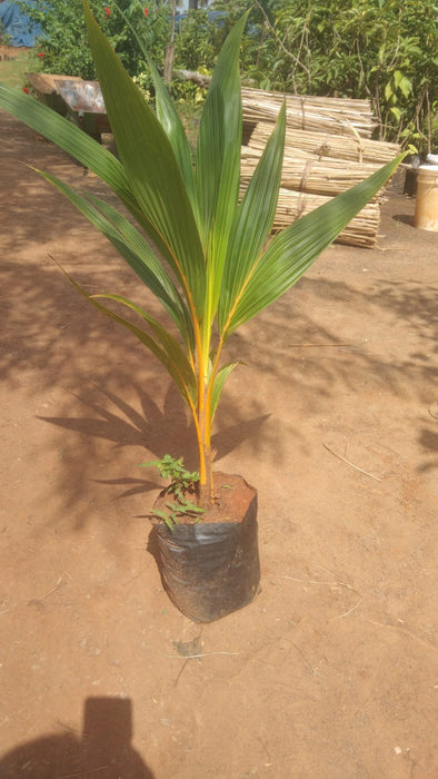 Ceylon Orange Coconut Tree | Coconut tree for sale | Buy orange coconut plant tree online | Fruit plant for sale
