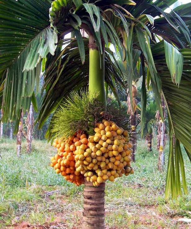 Betel Nut Tree for Sale Areca Nut Plant for Sale Areca Catechu for Sale Online — PlantsKingdom