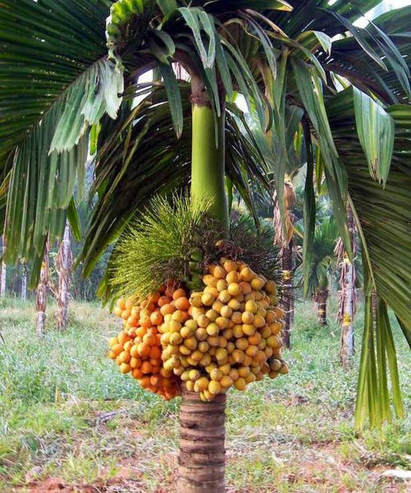 Areca Nut Plant for Sale | Betel Nut Tree for Sale | Buy Areca Tree Online