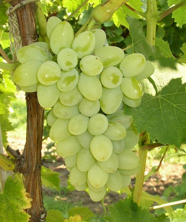 Green Grape Plants | Seedless grape plants for sale | Buy grape plants online | Grape plants for sale near me