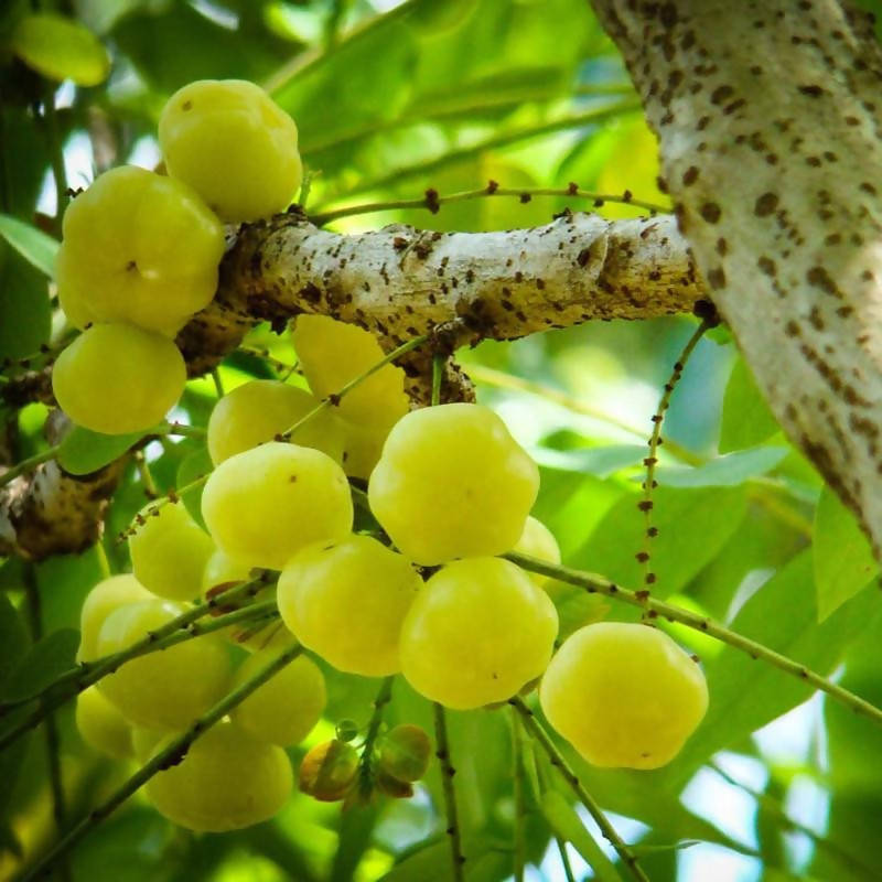 2x trees otaheite Grosella (Phyllanthus acidus) (gooseberries) live fruit tree (10in to outlet 2 ft)