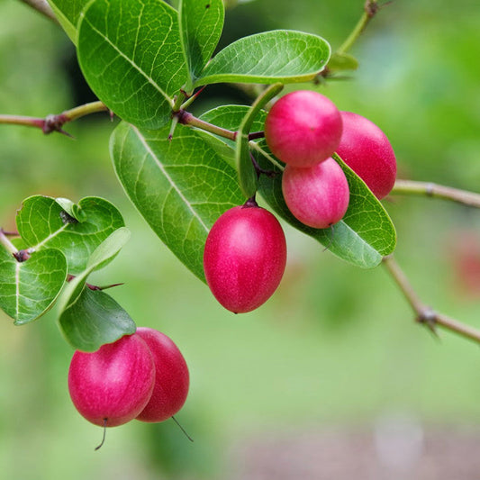 Karonda/Carissa Carandas - Fruit Plants & Tree