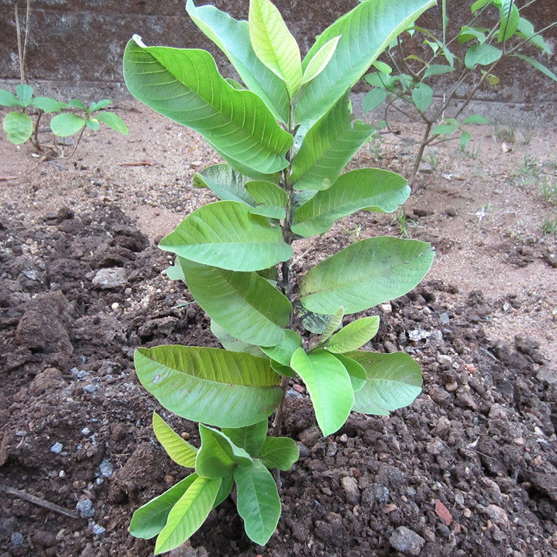 Allhabad guava plant | Guava tree for sale | Buy guava fruit plant online | Allhabad Guava plant price near me