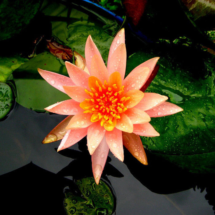 Water Lily Orange - Aquatic Plants