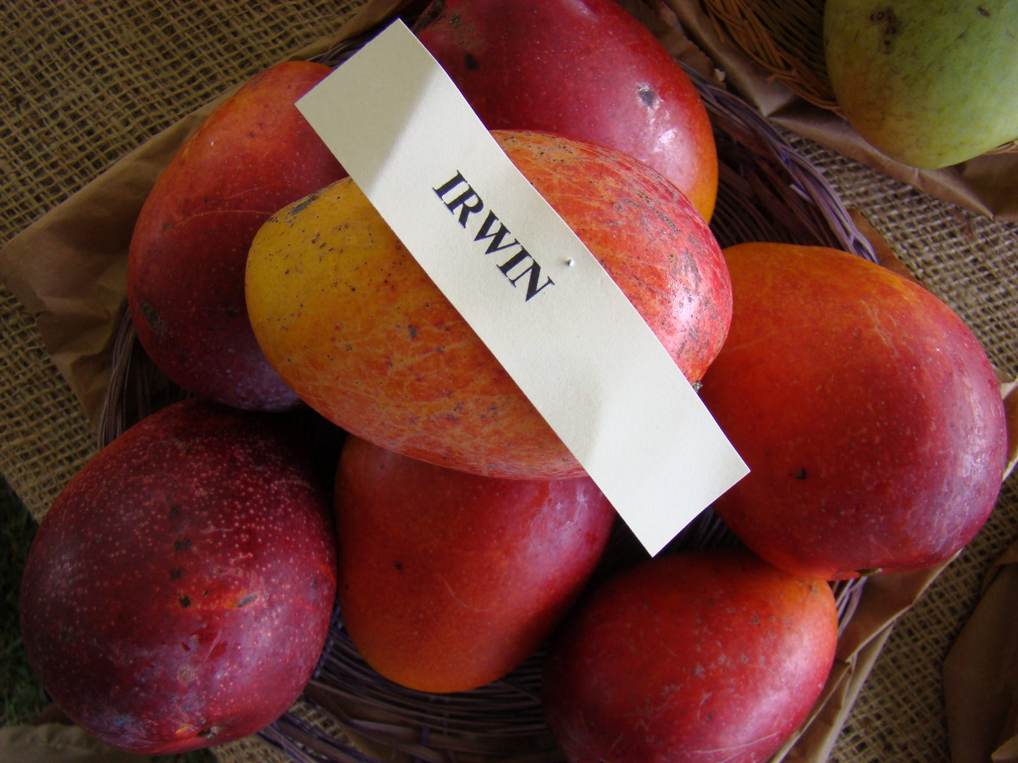 Irwin Purple Mango plant (Grafted)