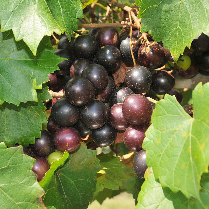 Black Grape Plants for Sale | Buy Black Grapes Plant Online | Hybrid Angur Plant