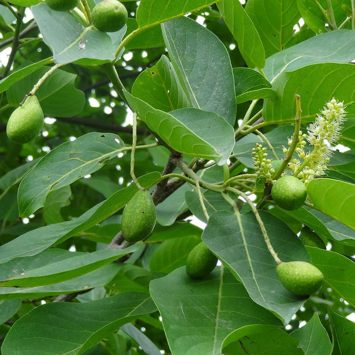 Jambolan Jumbo Jamun (Grafted)- Fruit Plants & Tree