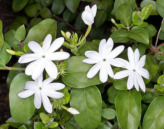 Jasminum multiflorum - Flowering Creeper