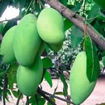 Kancha-Mitha Mango Plant (Grafted)
