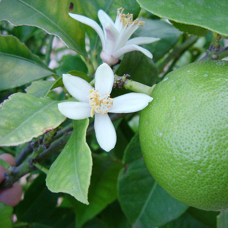 Mosambi(Grafted) - Fruit Plants & Tree