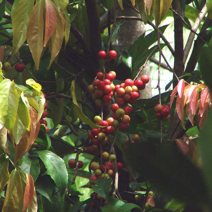 Lovi lovi - Fruit Plants & Tree