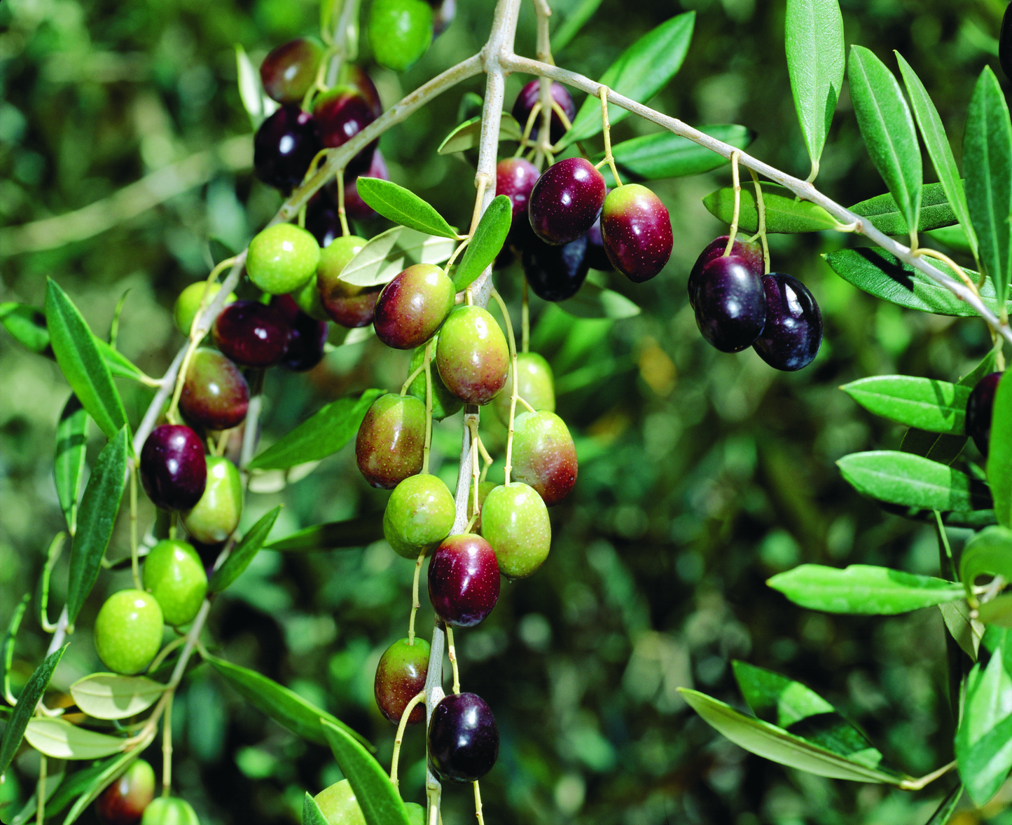 Hybrid Sweet Olive Plant| Buy Sweet Olive Plant