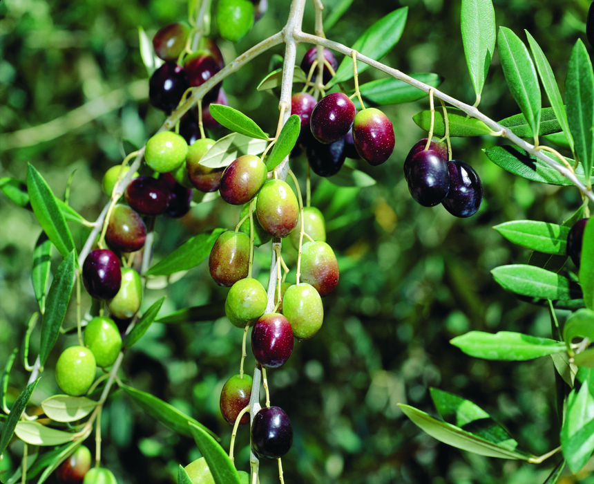 Hybrid Sweet Olive Plant