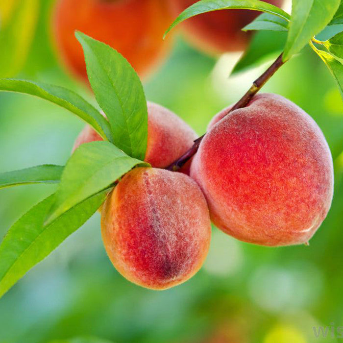 Peach (Grafted)- Fruit Plants & Tree
