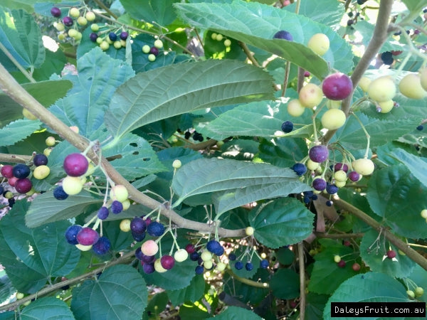 Phalsa /FalsaFruit - Fruit Plants & Tree