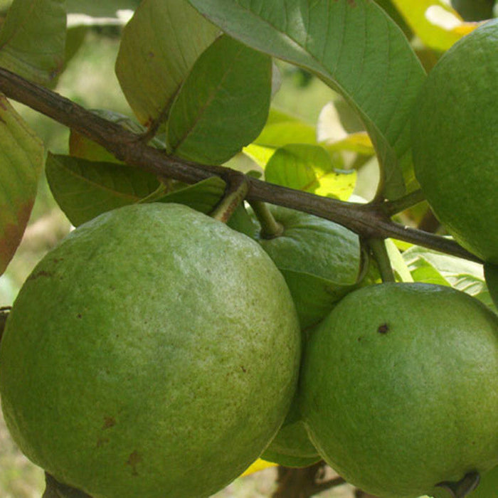 Guava Kg Guava - Fruit Plants & Tree