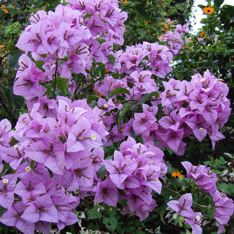 Bougainvillea Plant for Sale | Buy Bougainvillea Spectabilis Plant Online