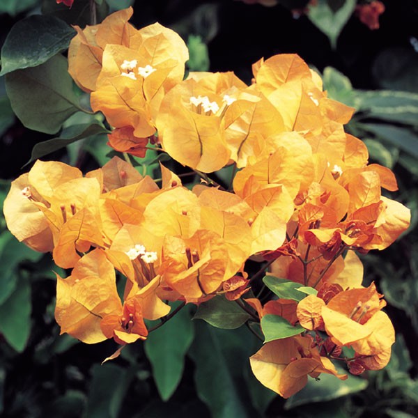 Orange Bougainvillea Plant for Sale | Buy Orange Bougainvillea Online | Flowering shrubs