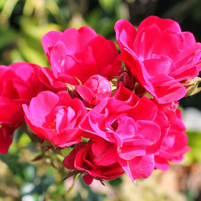 Thornless Rose - Flowering Plants