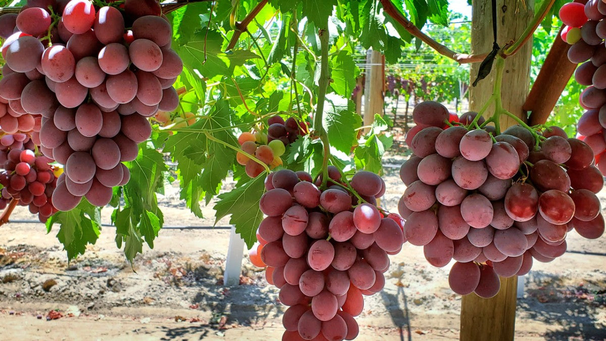 Red Grapes Plant (Seedless)