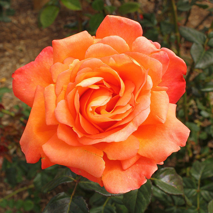 Rosa Friendship - Flowering Shrubs