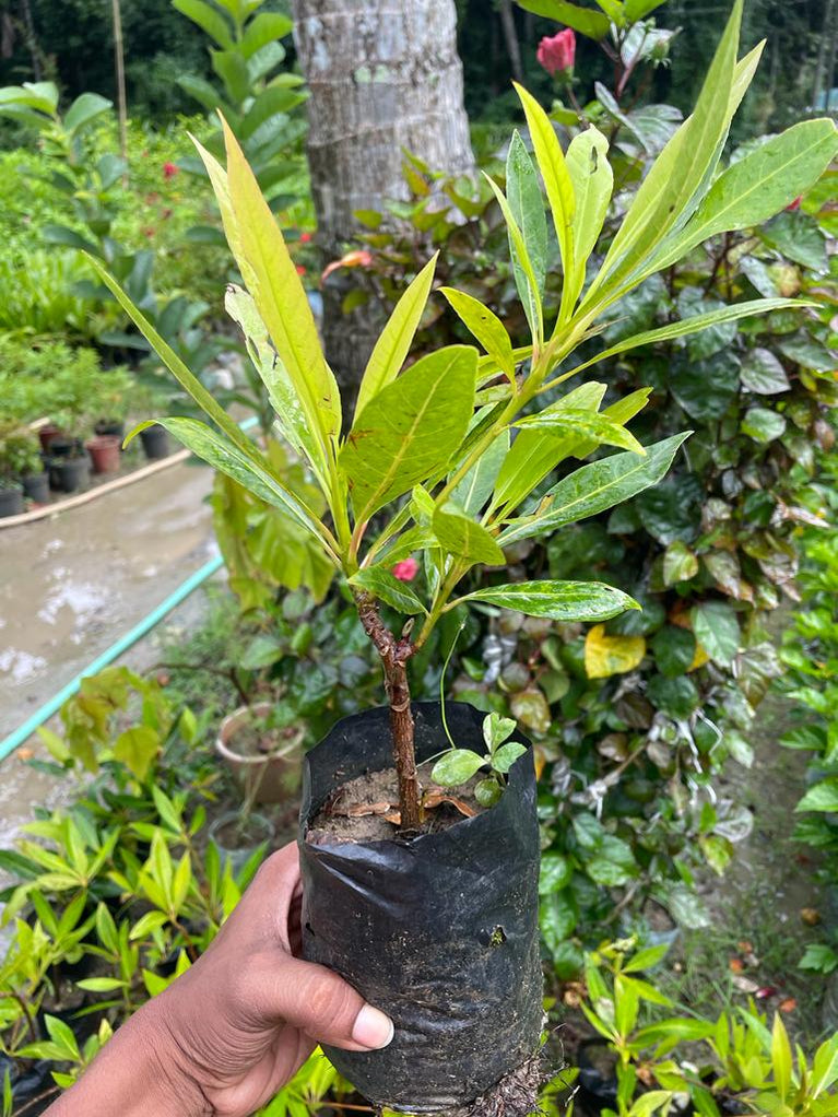Hybrid Rudraksha Plant — PlantsKingdom