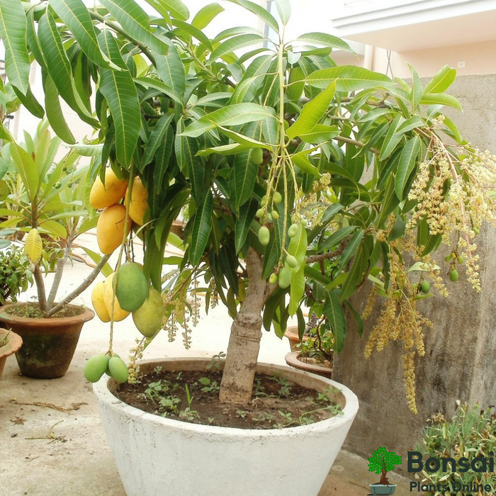 All time Mango Tree for Sale Grafted | Buy All Season Mango Plant Online