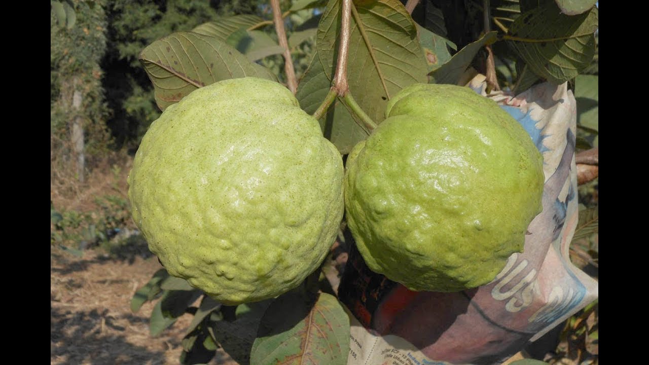 Thailand-Guava - Fruit Plants & Tree