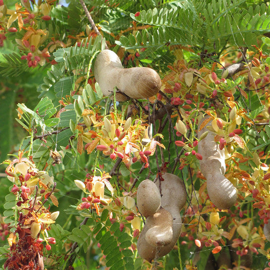 Sweet Tamarind (Grafted) - Fruit Plants & Tree|Sweet Tamarind Grafted Plant Available online