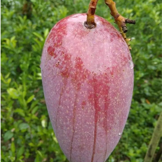 Katimon Mango Plant