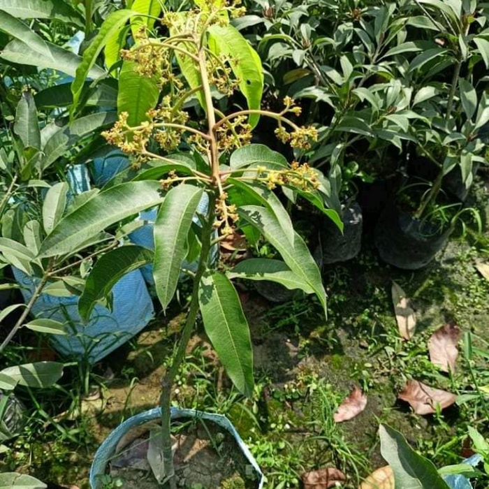 Katimon Mango Plant
