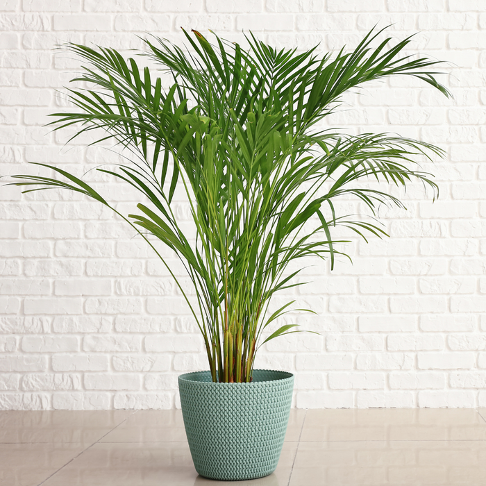 Areca Palm Plants