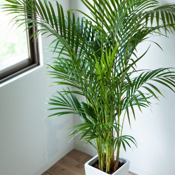 Areca Palm Plant for Sale | Buy Areca Palm Tree Online