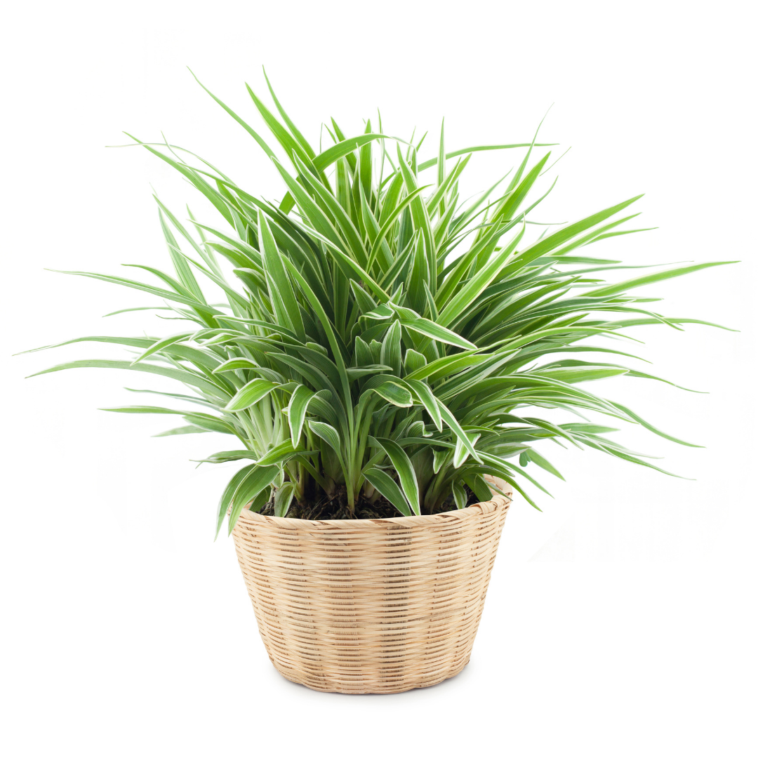 Spider Plant