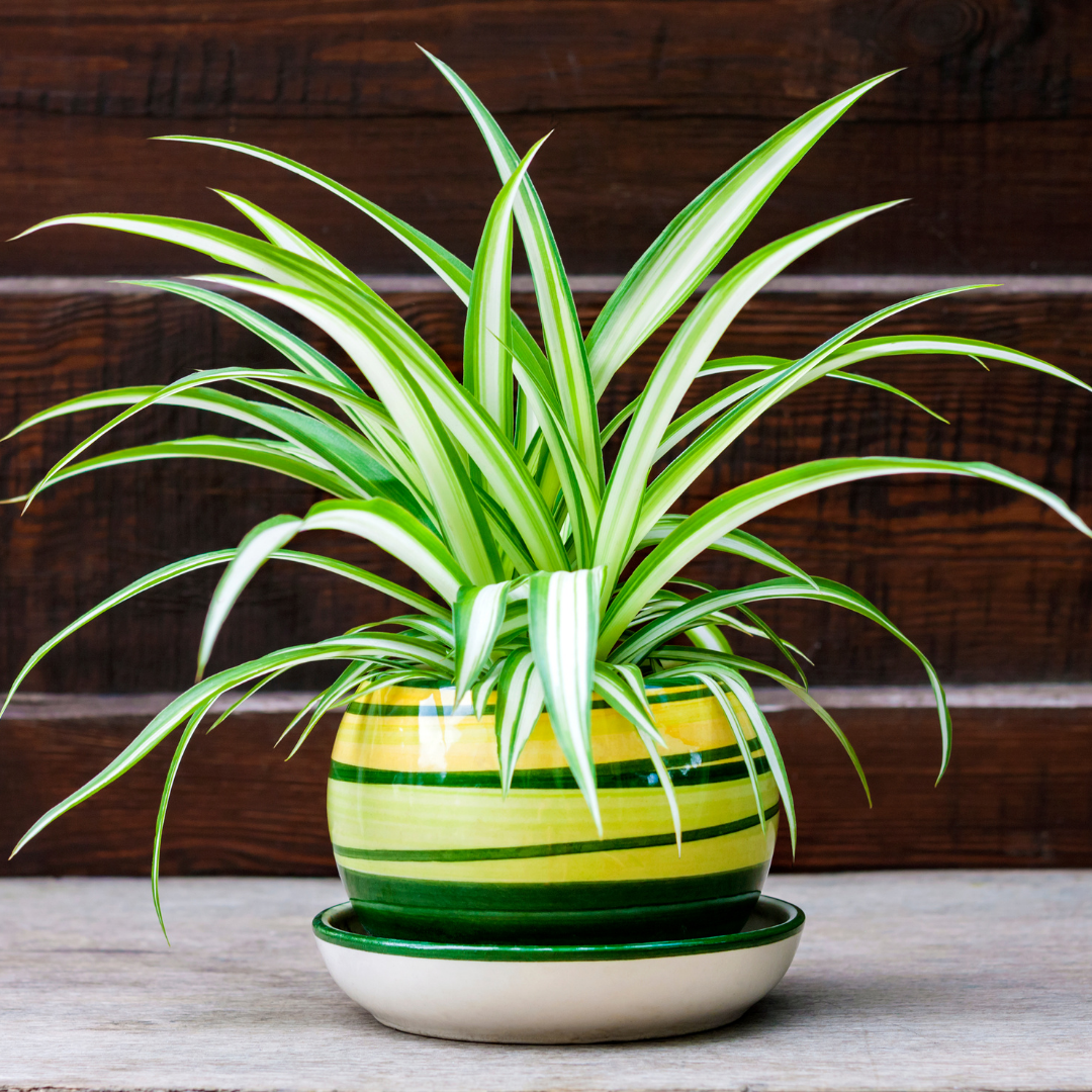 Spider Plant