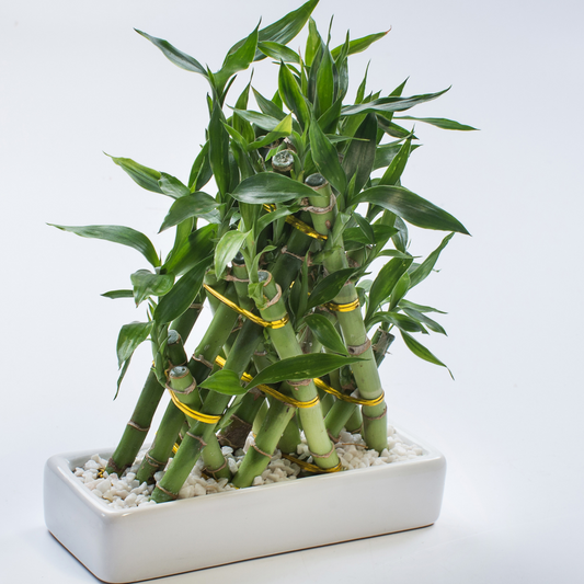 Lucky Bamboo
