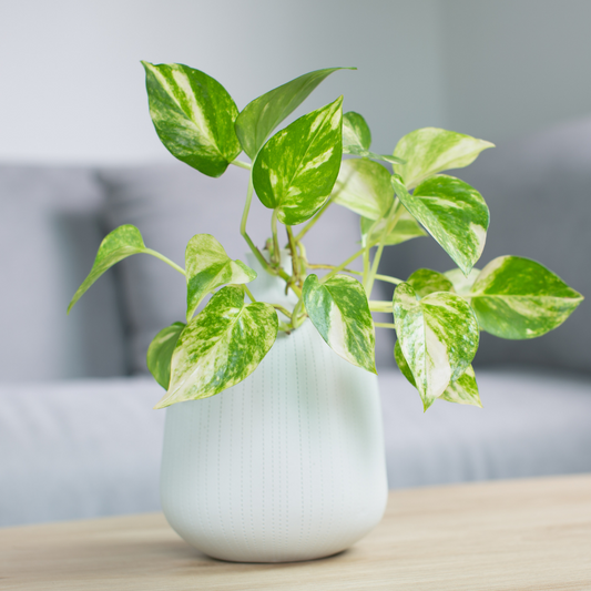 Golden Pothos (Money Plant) | Buy Money Plant Tree | Order Money Plant Online | Fortune Plant | Green Pothos Near me