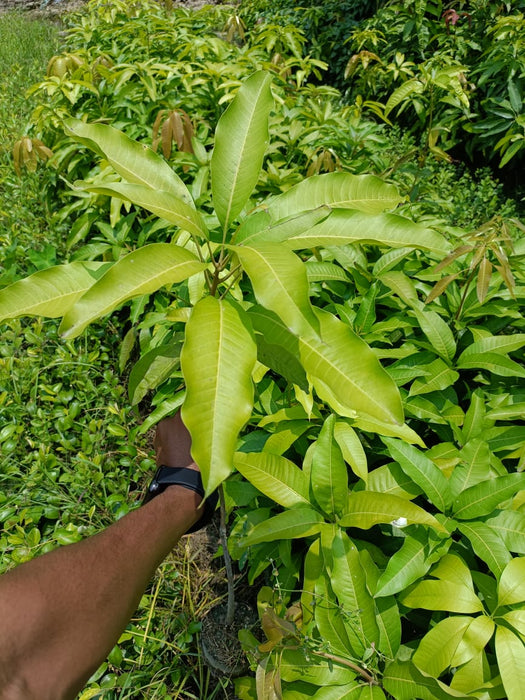 kohitur Mango Plant Grafted