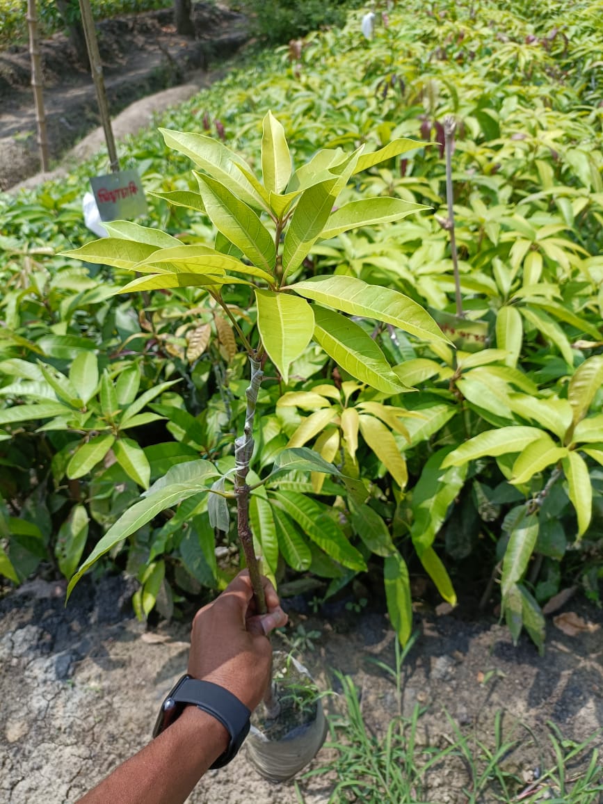 Red Banana Mango Plant Grafted