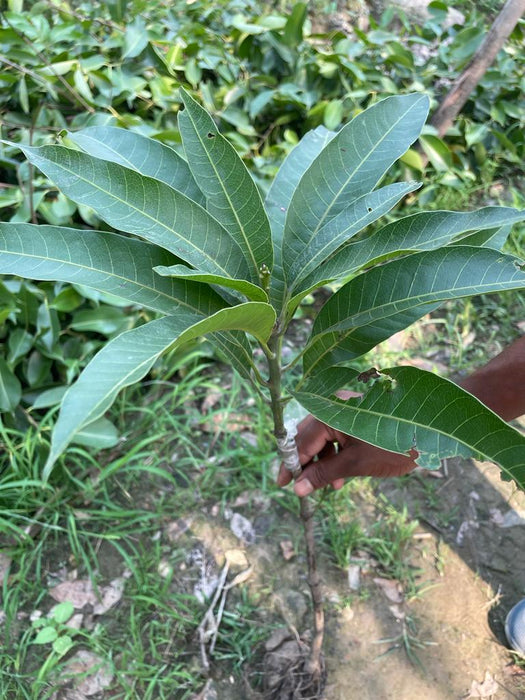 Irwin Purple Mango plant (Grafted)