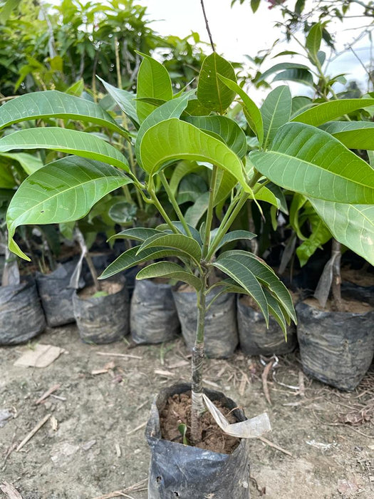 All time Mango plant Grafted