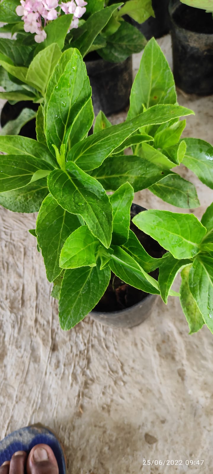 Hybrid Hydreangea Plant sale online|Buy online Hybrid Hydrengea