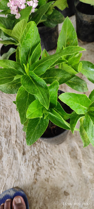 Hybrid Hydreangea Plant