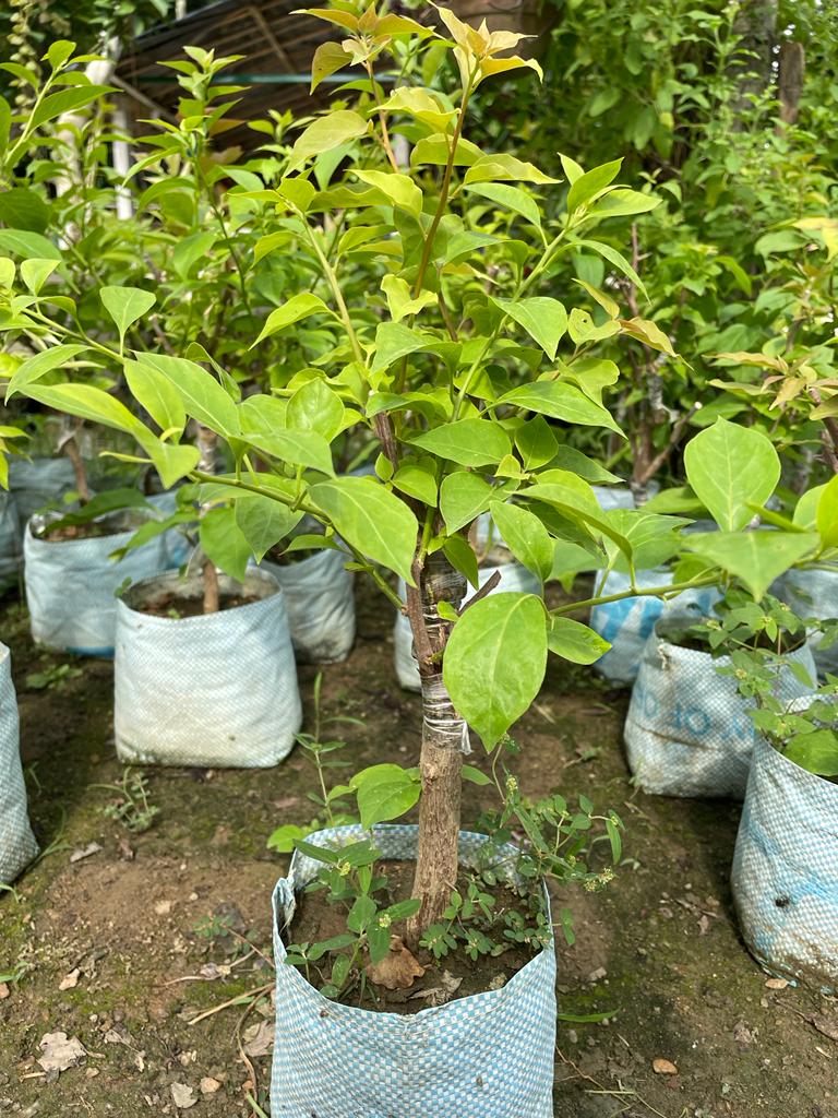 Multi Grafted Bougainvillea Plant (6-7 Colour)