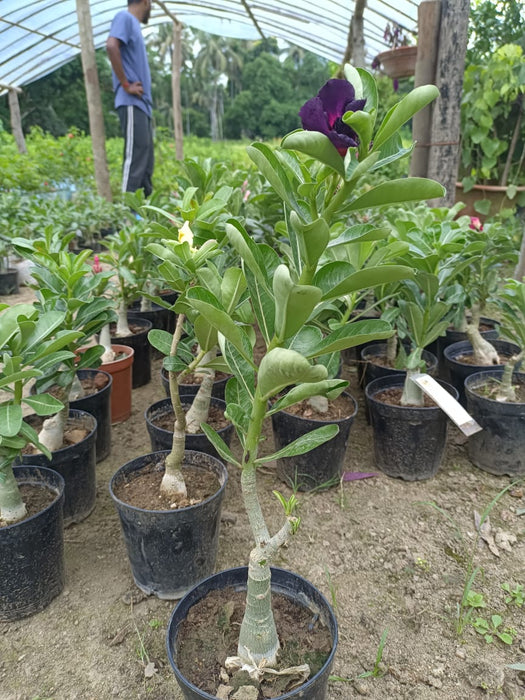 Adenium Plant (Grafted) for Sale Online