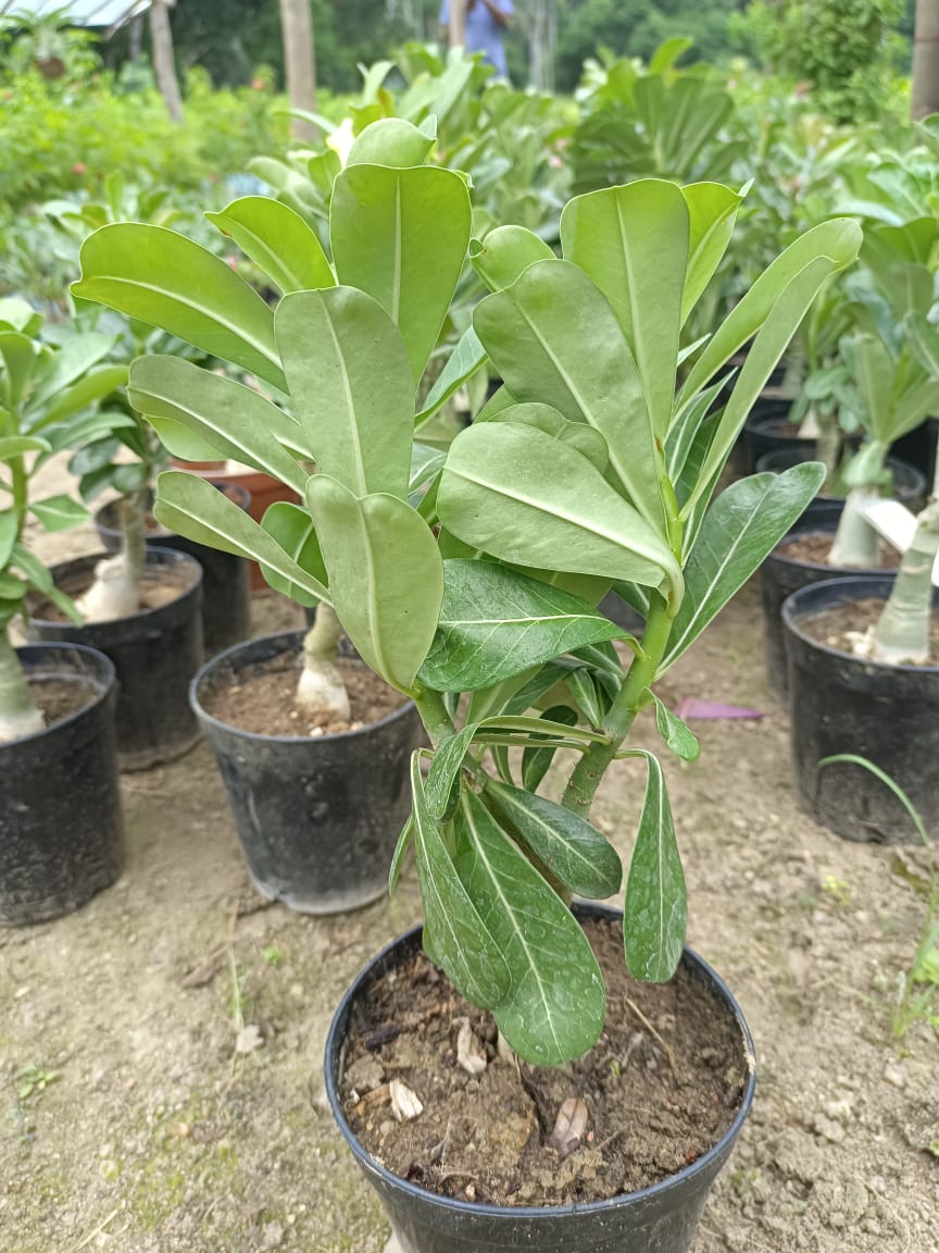 Adenium Plant(Grafted) for Sale | Buy Adenium Online