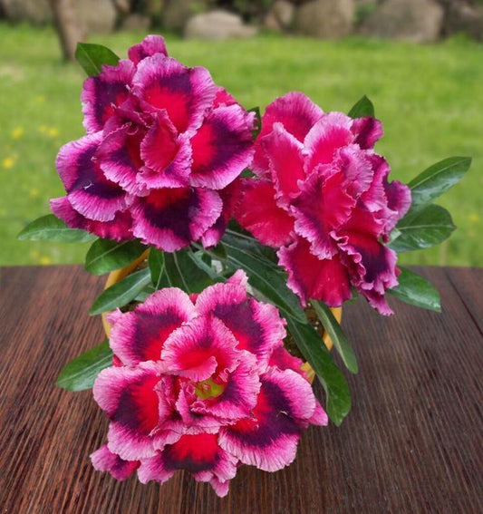 Adenium Plant (Grafted) for Sale | Buy Adenium Online